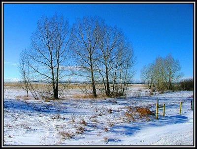 Alberta Prairie Winter Scene.