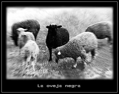 The black sheep.