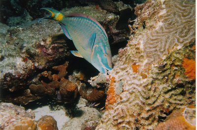 stoplight parrotfish (terminal male phase)