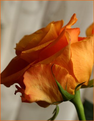 orange rose