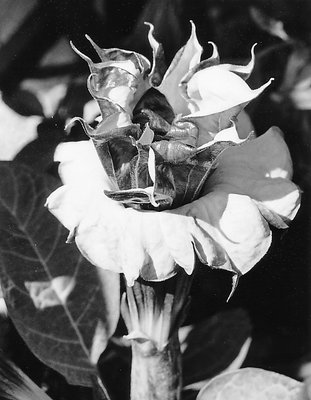 Angel's Trumpet