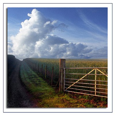 Farm lane near Dittisham