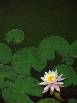 Water Lily