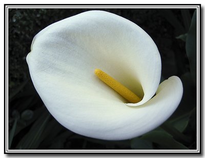 Cala Lily in the Evening