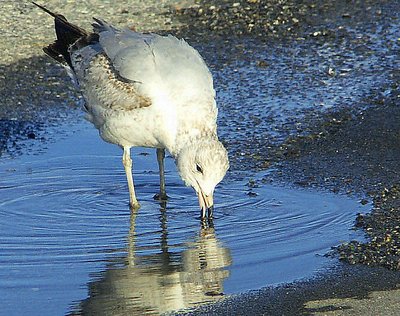 'thirsty Seagull sees his  reflection'