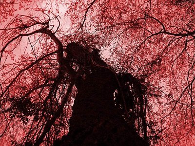 Tree of Blood Spatter