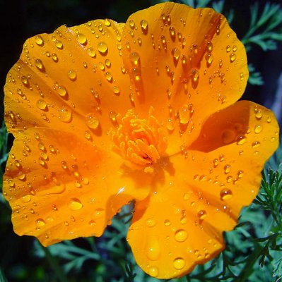 Wet and Yellow