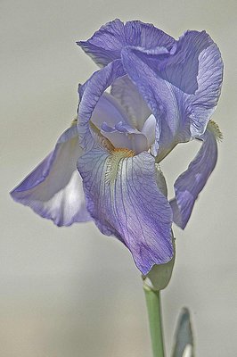 Iris  2
