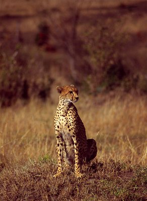 Cheetah on Watch