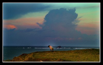 Sheep on edge