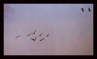 Geese