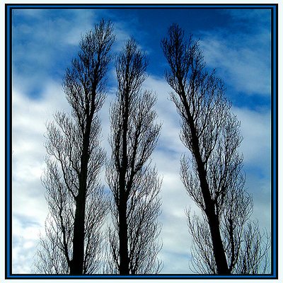 Three trees II