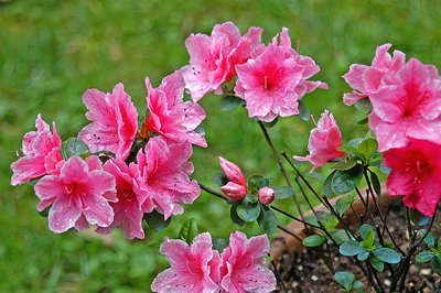 Rain on my flowers