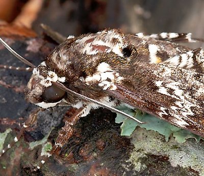 Detail of Moth