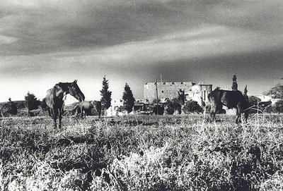 Horses and castle