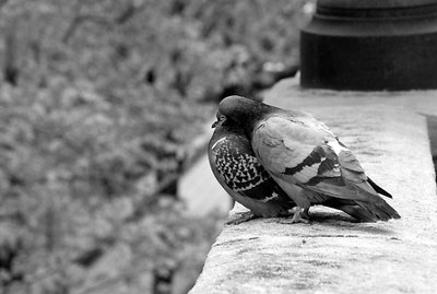 Dove Love and Play