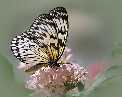 Backlit Butterfly
