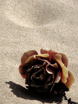 Rose on the beach
