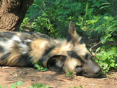 African Wild Dog