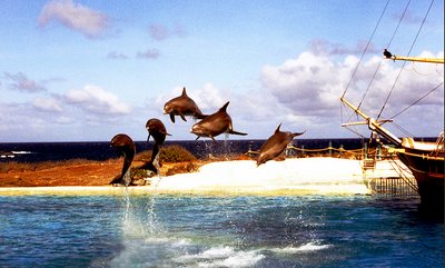 Dolphins