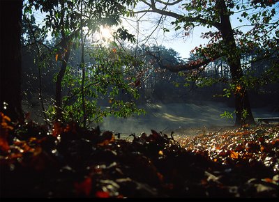 Sunlit Meadow