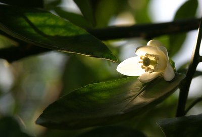 Orange Blossom