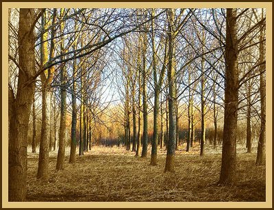 Morningsun in the forrest