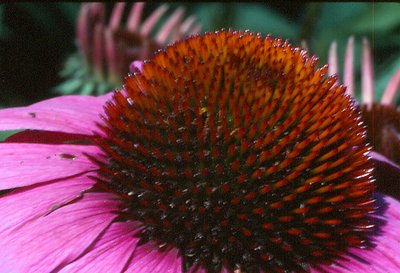 The Cone Flower