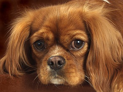 Cavalier King Charles Spaniel