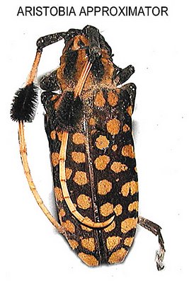 Aristobia Approximator