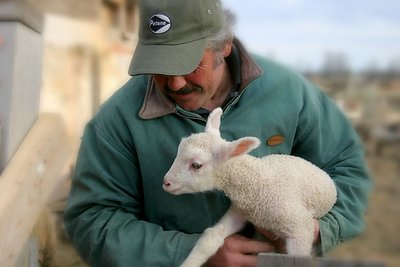 Modern Day Shepherd