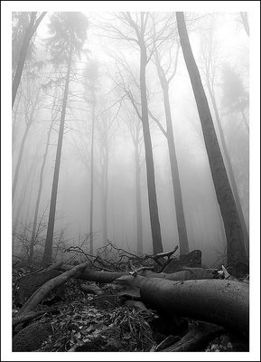 foggy forest of avalon