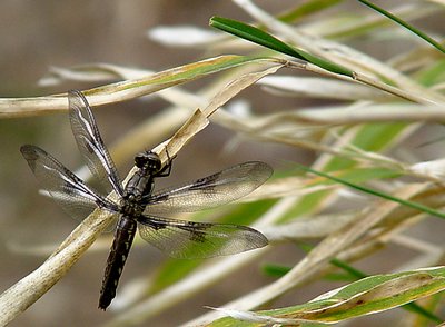 Dragonfly