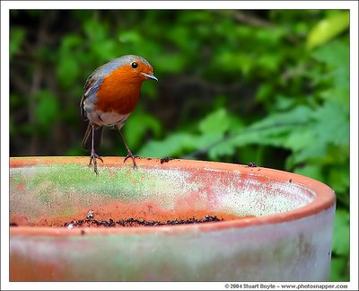 Red Breast