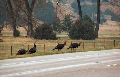 Waiting to Cross