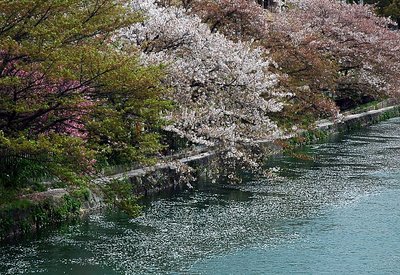 Cherry in Kyoto-4-