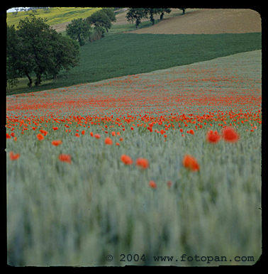 Tuscan landscape art posters 