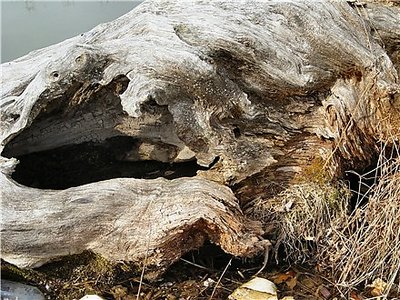Stump