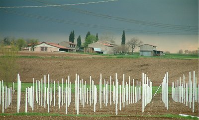 Il lavoro dei campi - Filari