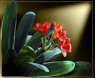 ***Clivia+***