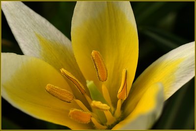 yellow flower 1