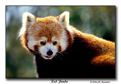 Red Panda (s1540)