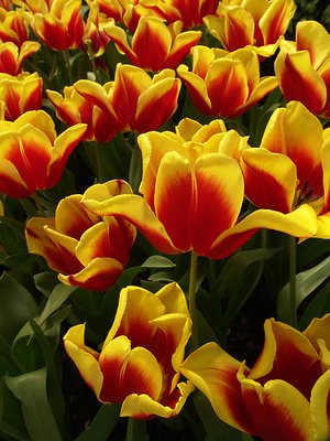 Happy Tulips