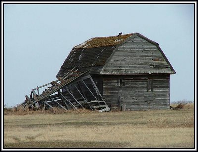 My Favourite Prairie Tumble Down.