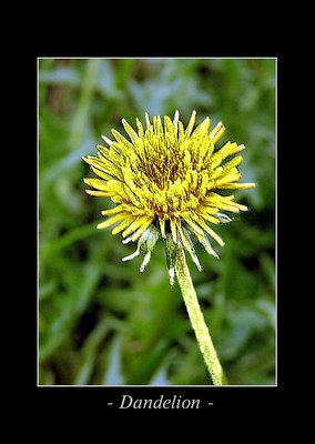 Dandelion