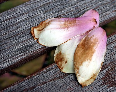 Magnolia Petals on Bench