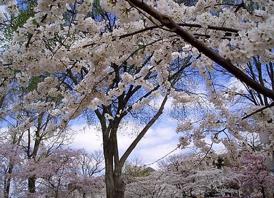  shelter of blossoms