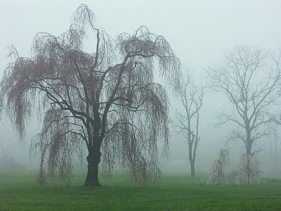'ghostly trees in the fog'