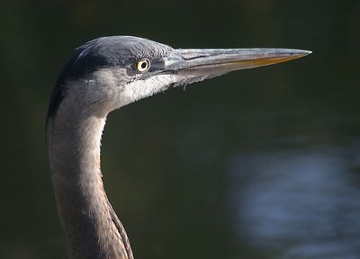 Portrait of a heron