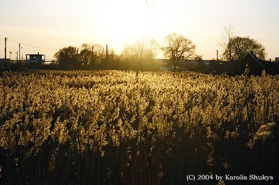 Gold surrounding us...